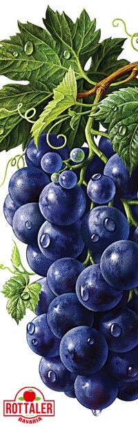 виноград рисунок