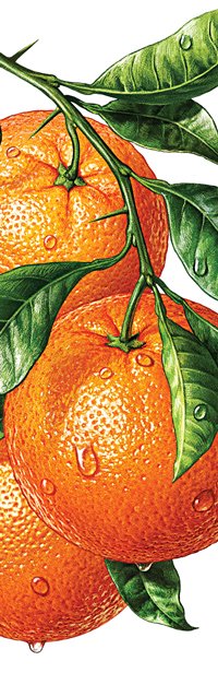 апельсины иллюстрация