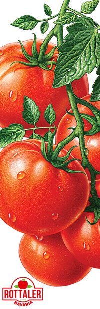 иллюстрация с помидорами 