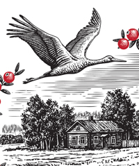 Cranberry. Illustration for the label.