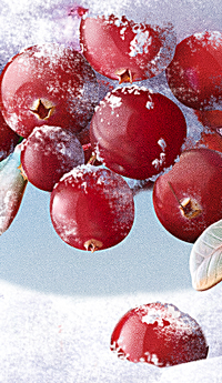 Cranberries in the snow. Illustration for the label.