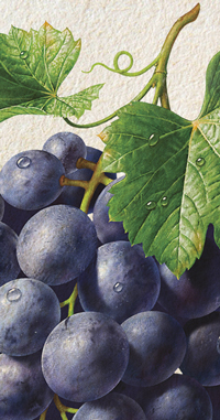 Акварельная иллюстрация с виноградом