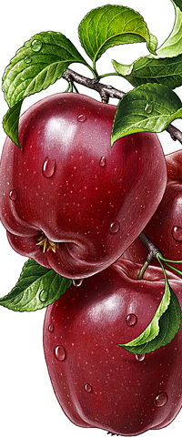 Red apples. Illustration for ROTTALER juice. For Rottaler Fruchtsaft (Germany).
