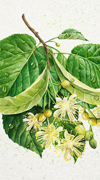 The branch of a linden. Watercolor.