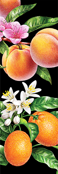 Illustration mit Früchten.