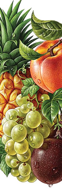 La nectarine, l'ananas, raisins, fruits de la passion. Illustration pour le jus ROTTALER.