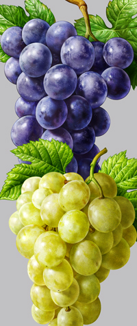 葡萄。插圖葡萄。標籤碳酸飲料。