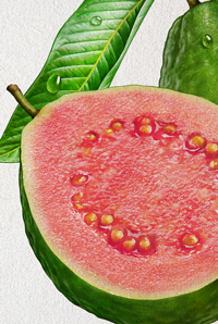  Guava