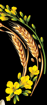Botanische Illustration zum Verpacken von Brot. 