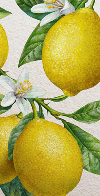 Watercolor lemons.