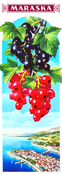 Illustrations pour la gamme de nectars MARASKA (Croatie).