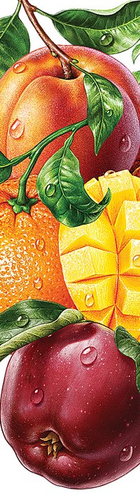 Composition de fruits. Illustration pour les emballages de boissons. 