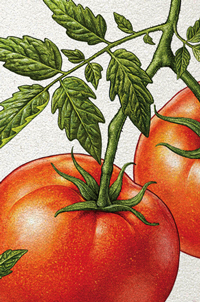 Tomates. Illustration pour gazpacho publicitaire.