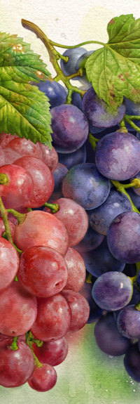 grape watercolor